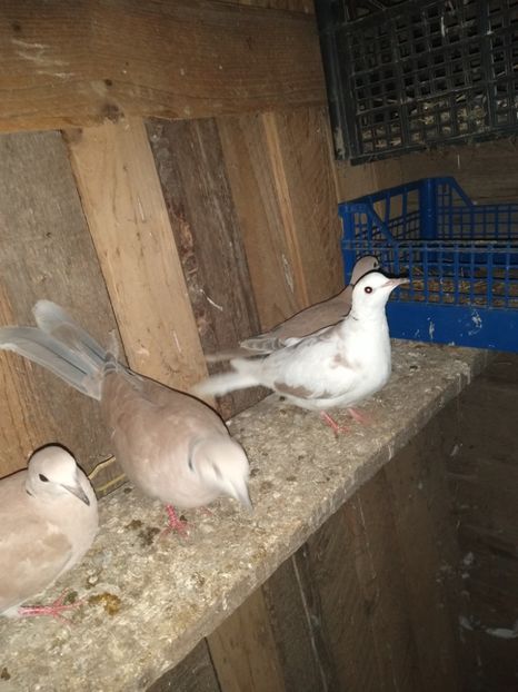  - turturelele mele razatoare