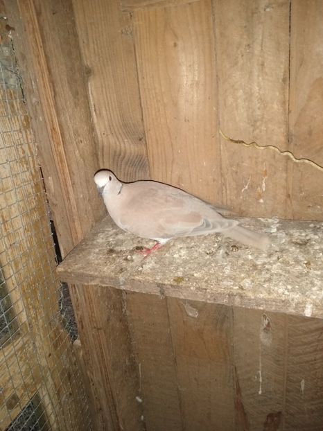  - turturelele mele razatoare