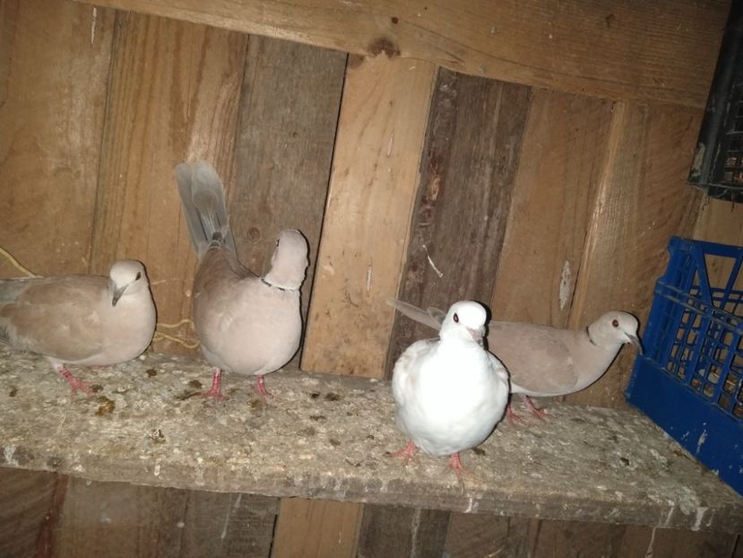  - turturelele mele razatoare