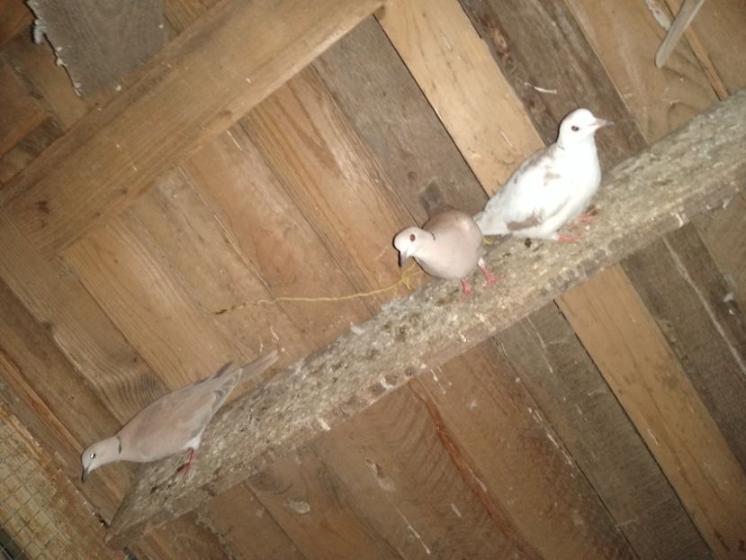  - turturelele mele razatoare