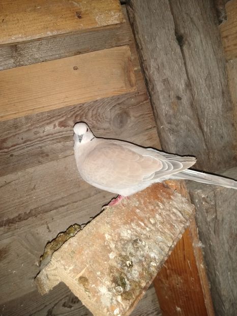  - turturelele mele razatoare