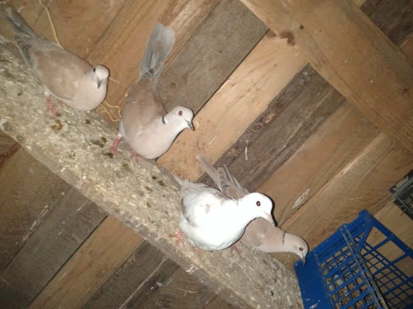  - turturelele mele razatoare