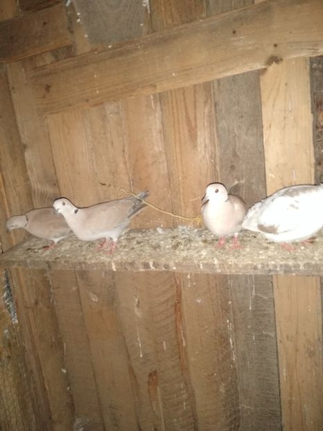  - turturelele mele razatoare