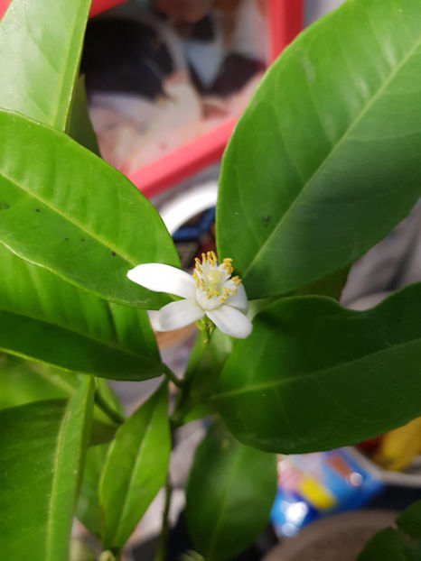 Portocal_flori - Citrice