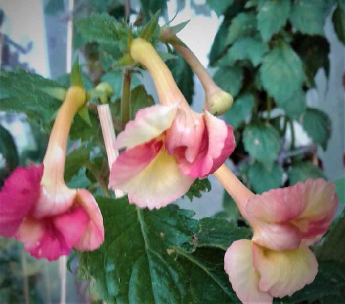  - colectia mea de achimenes 001 2020