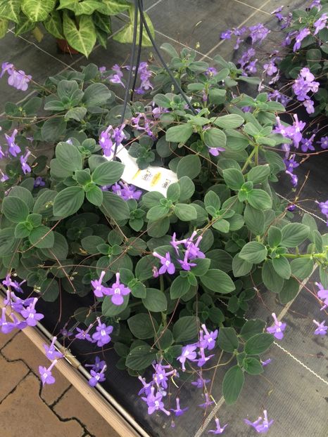 Streptocarpells - Magazinul