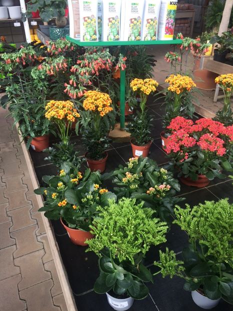 Kalanchoe - Magazinul