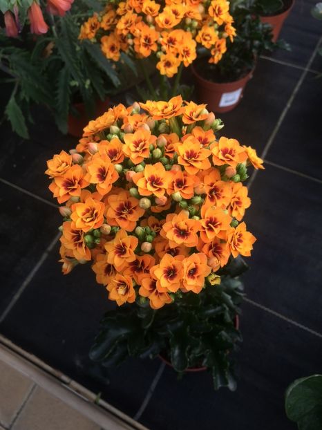 Kalanchoe exotik orange - Magazinul