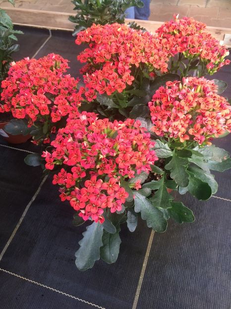 Kalanchoe - Magazinul