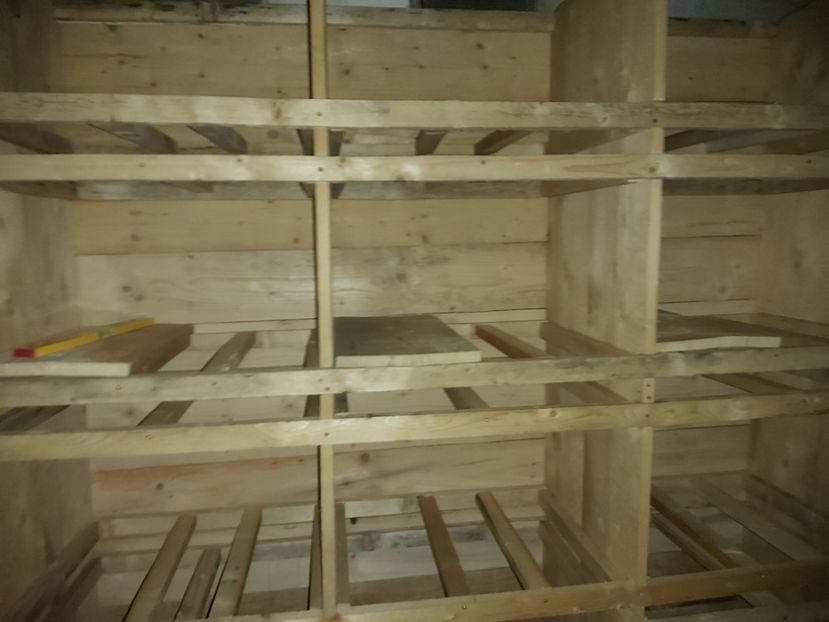  - Iepurași mei Cap de leu