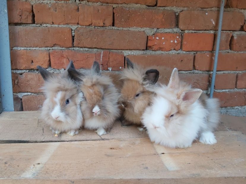  - Iepurași mei Cap de leu