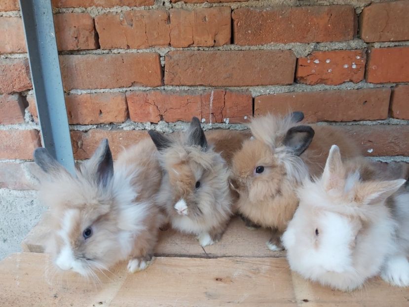  - Iepurași mei Cap de leu