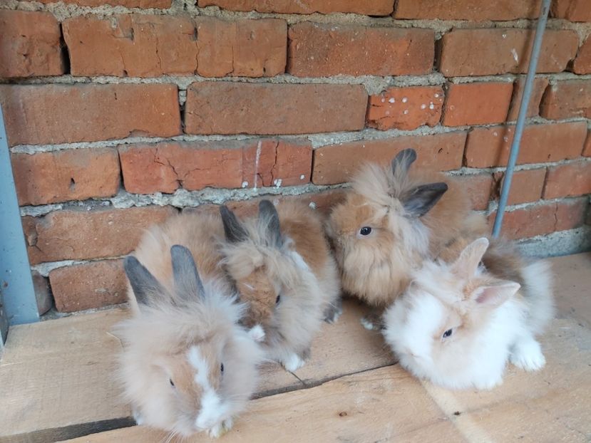  - Iepurași mei Cap de leu