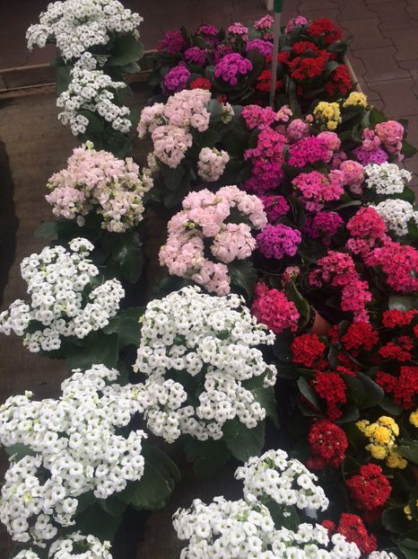 13.10.2020- Kalanchoe - Magazinul