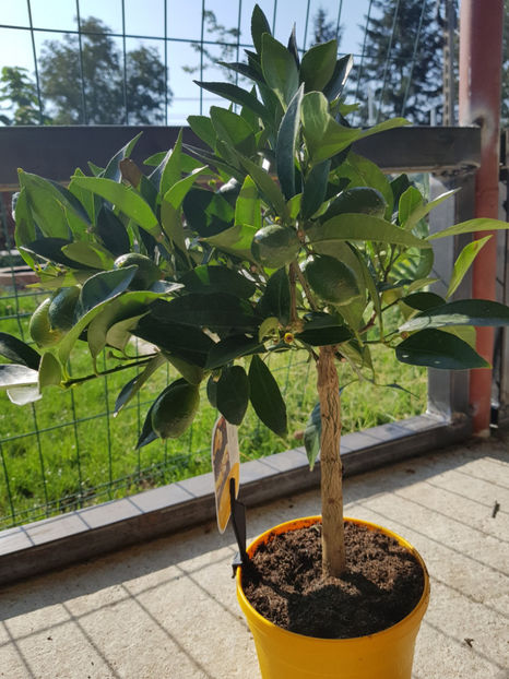 Lamai Lyvia - Citrice