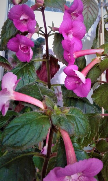 20201013_103500-1 - 0000 ACHIMENES