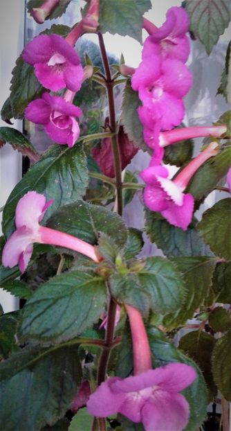  - 0000 ACHIMENES
