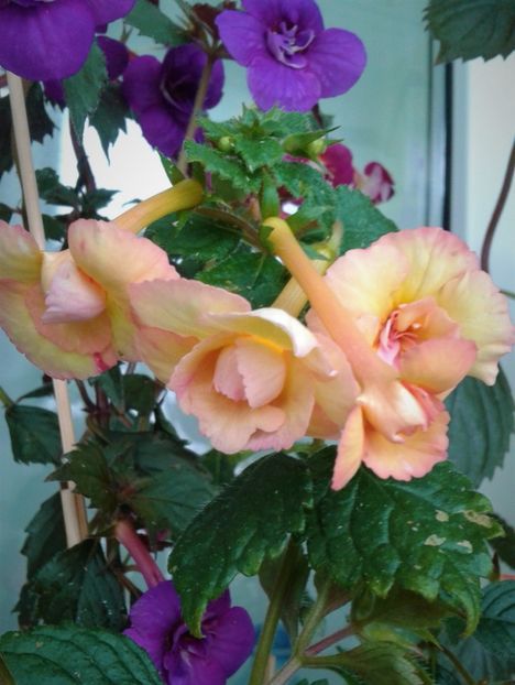  - 0000 ACHIMENES