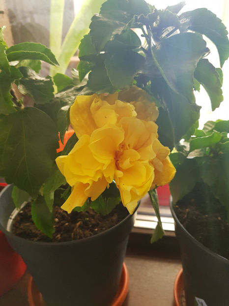 121507287_3411710192282708_7925625026321395971_o - Hibiscus