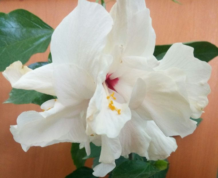  - HIBISCUSI - 2019_2021-2022-2023