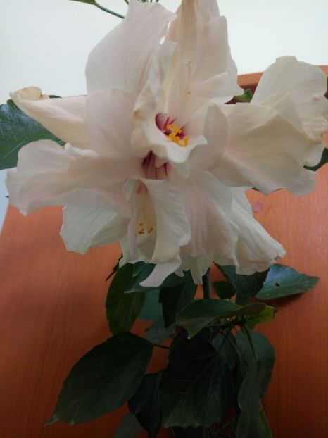  - HIBISCUSI - 2019_2021-2022-2023