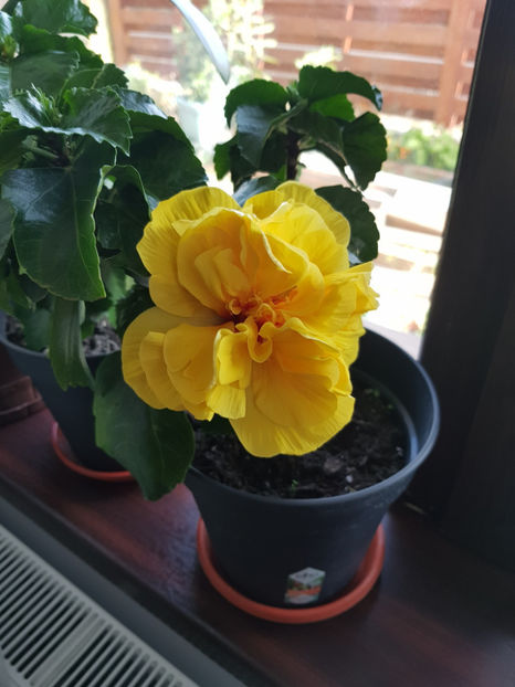 121557602_3411713065615754_3477892588094693829_o - Hibiscus