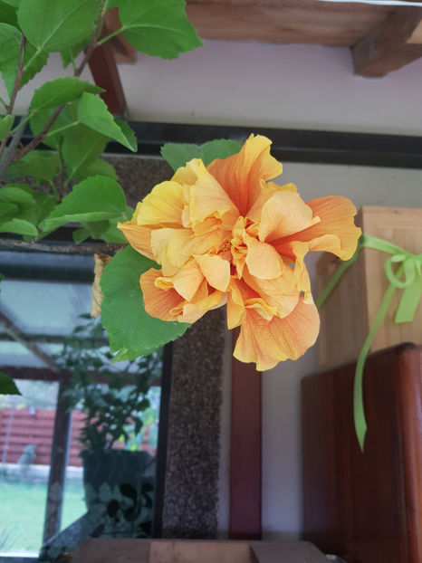 121542773_3411714155615645_3207307844647845412_o - Hibiscus