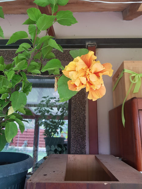 121611074_3411714342282293_5931060914694964327_o - Hibiscus