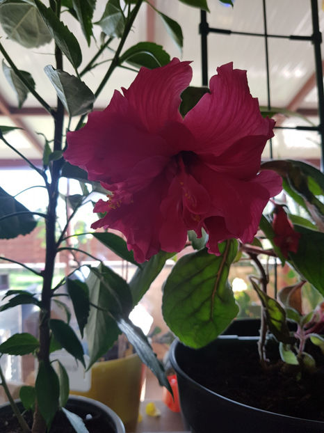 121568909_3411715075615553_5265191158744770616_o - Hibiscus