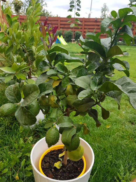 Lamai meyer - Citrice