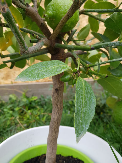 Lime_fructe mici in crestere - Citrice