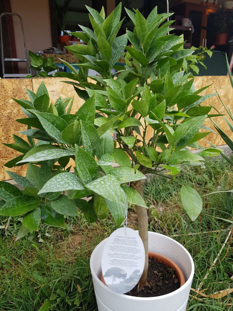 Portocal rosu - Citrice