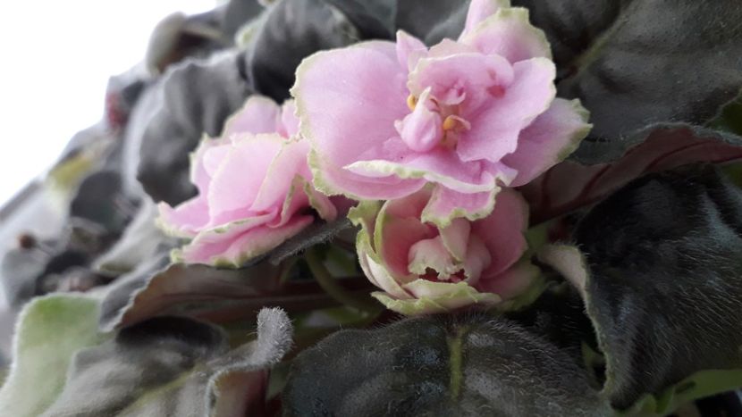 Le Mednyi  Vsadnik - LE Mednyi Vsadnik