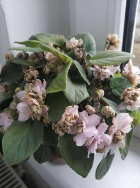  - Pink Mint