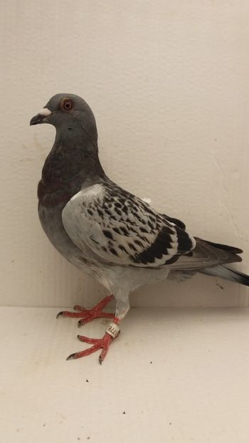 M 2020 vandut - De! voiajori vanduti