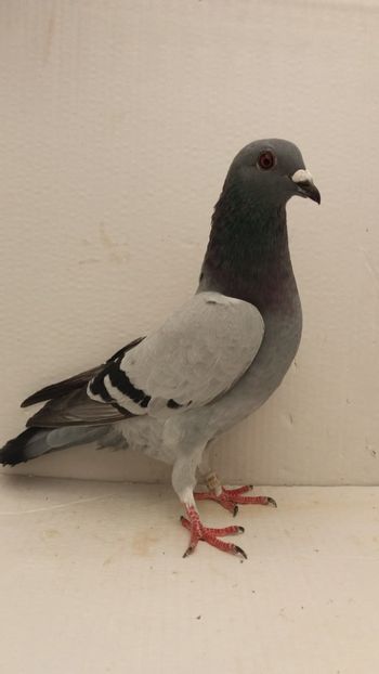 M 2020 vandut - De! voiajori vanduti