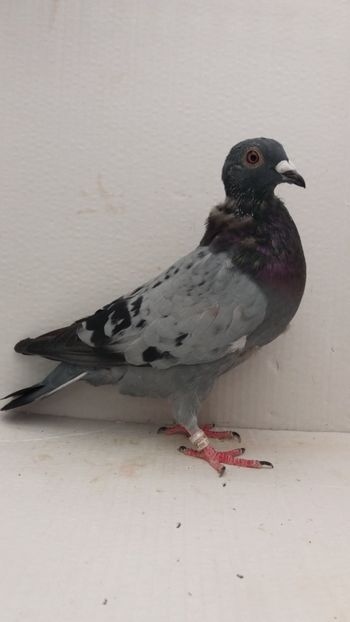 F 2020 vanduta - De! voiajori vanduti