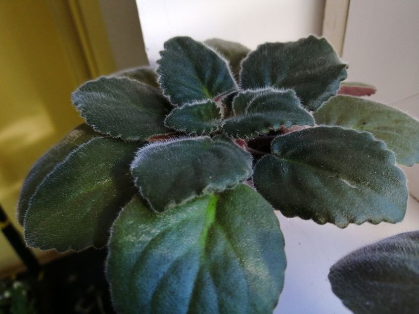  - Lik mif i Real nost