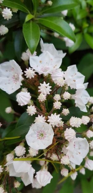 Kalmia sau Laur de munte -2 - DE Cautat - KALMIA sau LAUR DE MUNTE