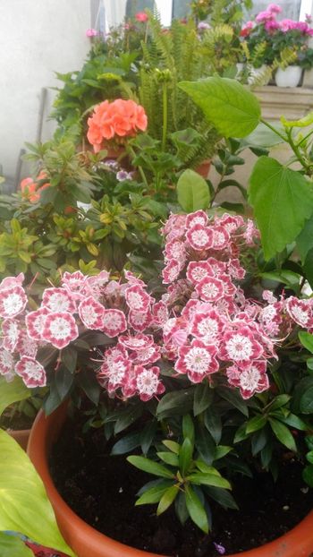 Kalmia sau Laur de munte - DE Cautat - KALMIA sau LAUR DE MUNTE