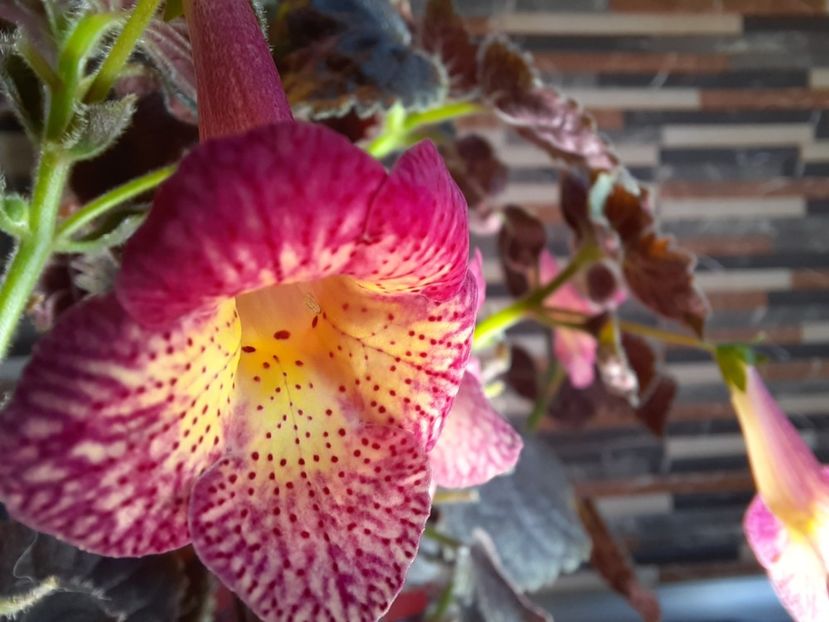  - Northwood s Sunburst