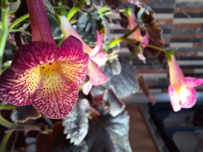  - Northwood s Sunburst