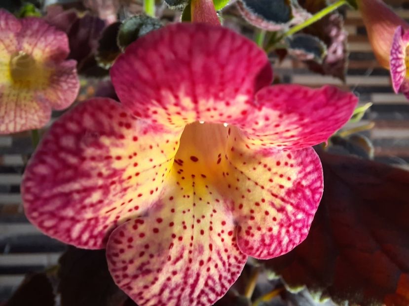  - Northwood s Sunburst