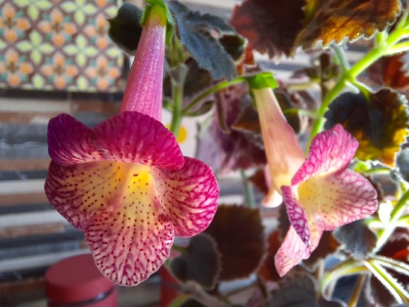  - Northwood s Sunburst