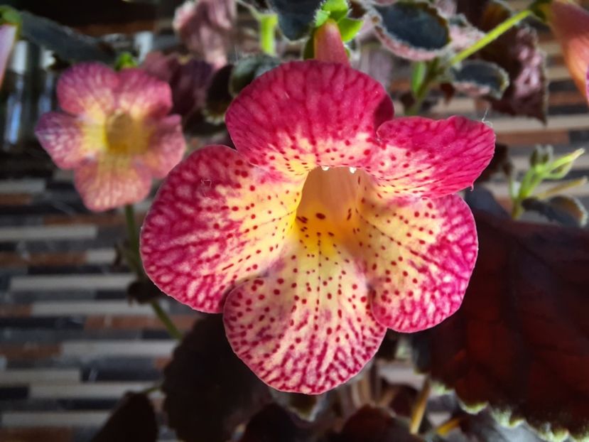  - Northwood s Sunburst