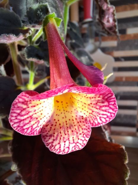  - Northwood s Sunburst