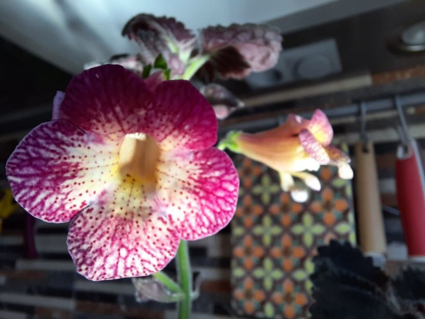  - Northwood s Sunburst