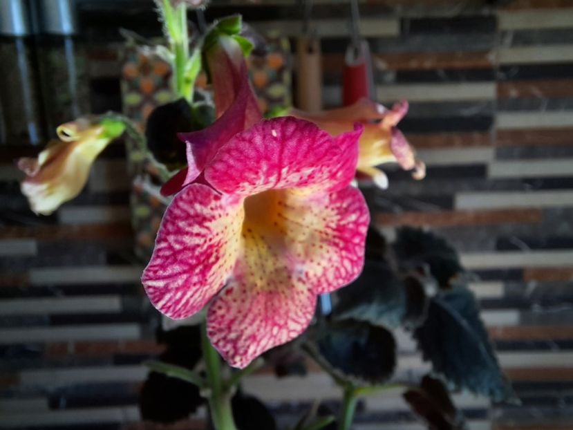  - Northwood s Sunburst