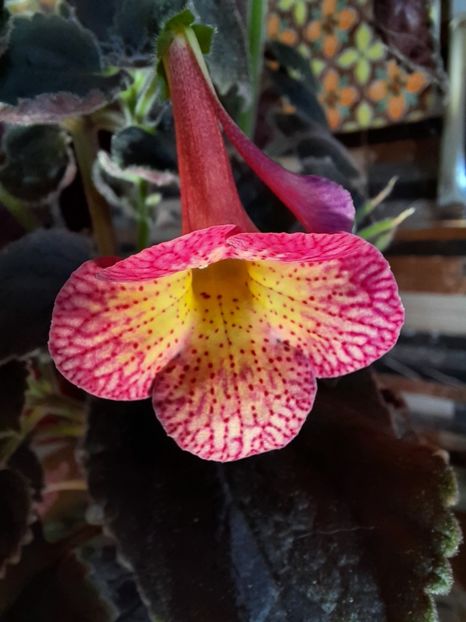  - Northwood s Sunburst