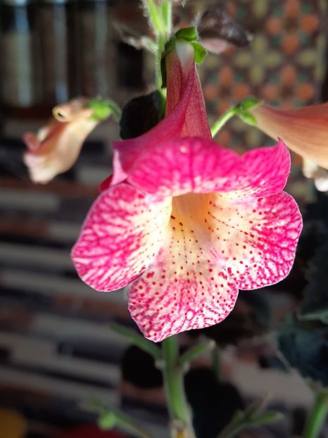  - Northwood s Sunburst